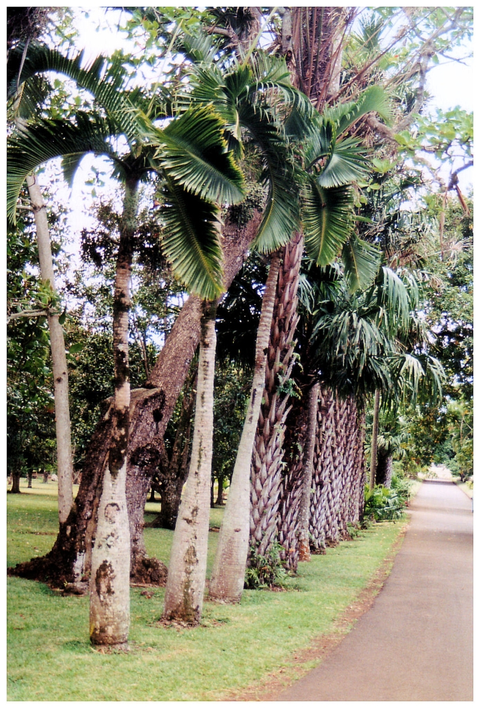 01 - Ile Maurice (30).jpg